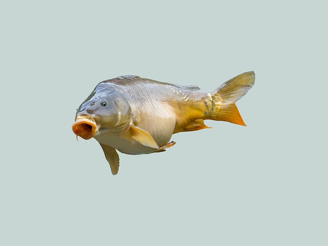 La réglementation sur la pêche à la carpe